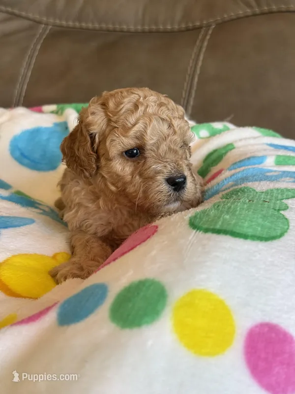 Ian – Cavapoo puppy for sale in Springfield, MO