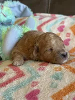 Ian, a male Cavapoo for sale in Springfield, MO – Photo 6 of 8