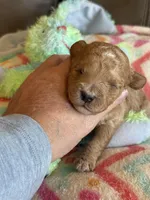 Ian, a male Cavapoo for sale in Springfield, MO – Photo 8 of 8