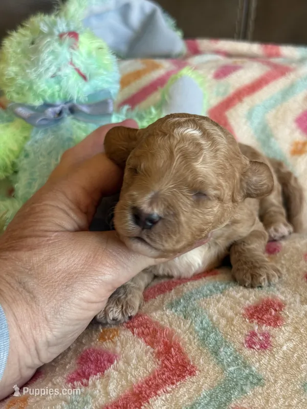 Ian – Cavapoo puppy for sale in Springfield, MO