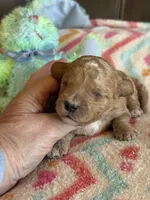 Ian, a male Cavapoo for sale in Springfield, MO – Photo 1 of 8