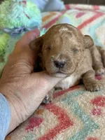 Ian, a male Cavapoo for sale in Springfield, MO – Photo 7 of 8