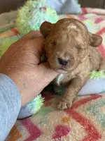 Ian, a male Cavapoo for sale in Springfield, MO – Photo 3 of 8