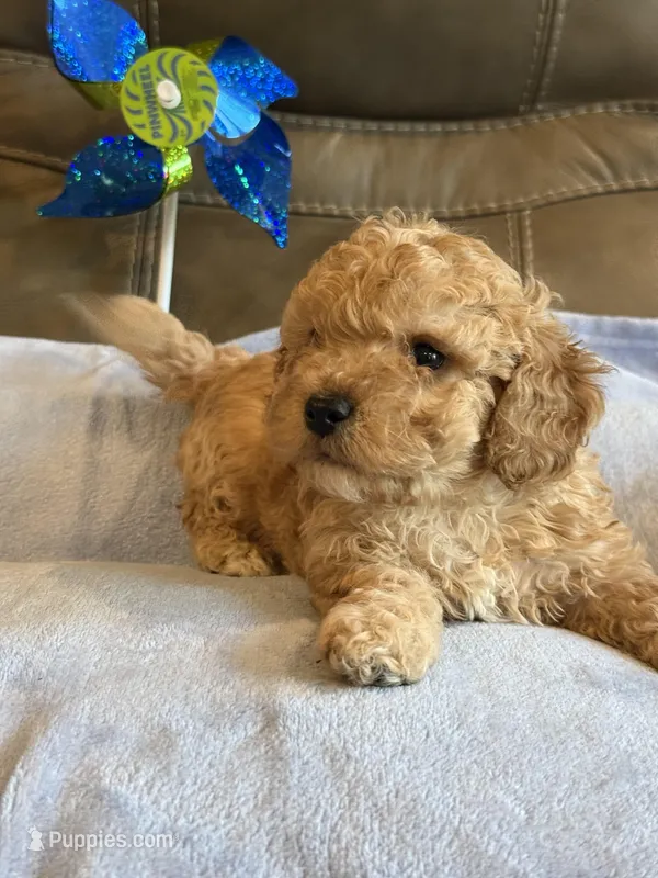Ian – Cavapoo puppy for sale in Springfield, MO