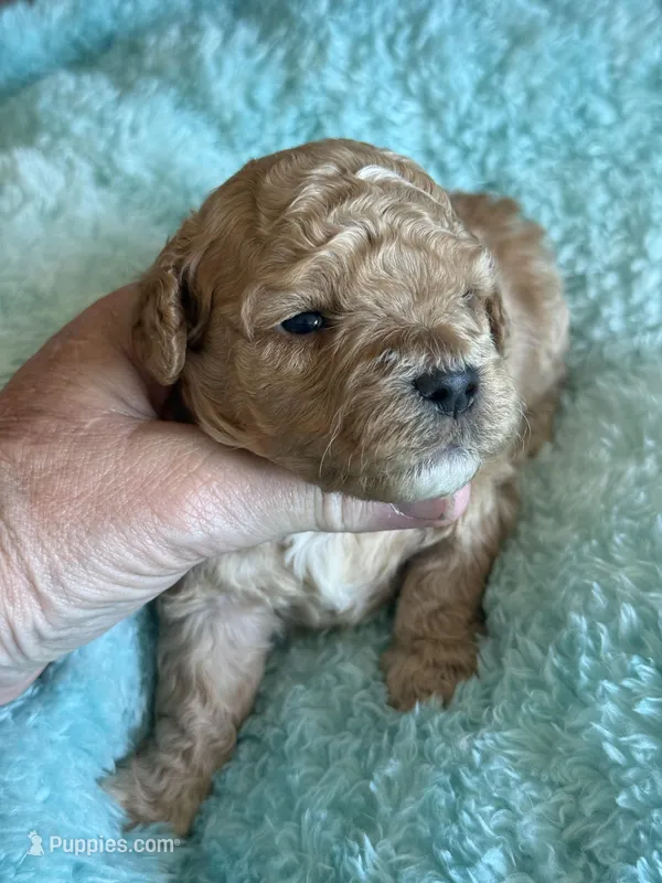 Ian – Cavapoo puppy for sale in Springfield, MO