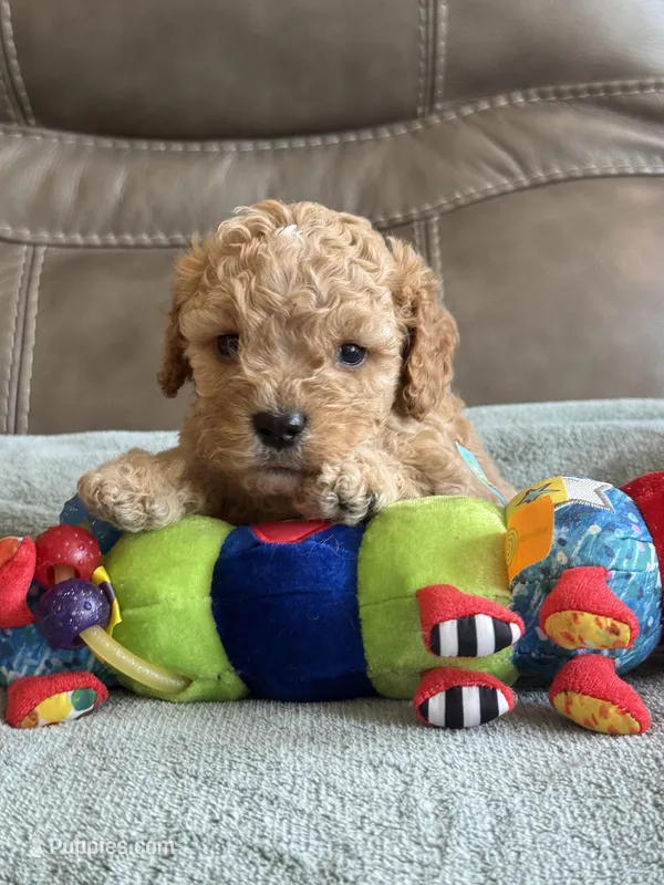 Ian – Cavapoo puppy for sale in Springfield, MO