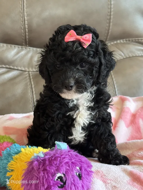 Winnie – Cavapoo puppy for sale in Springfield, MO