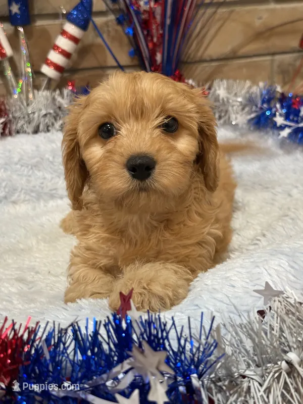 Gretta – Cavapoo puppy for sale in Springfield, MO