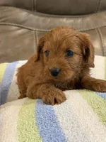 George, a male Cavapoo for sale in Springfield, MO – 7 of 10
