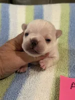 Alex, a male French Bulldog for sale in Springfield, MO – 5 of 6