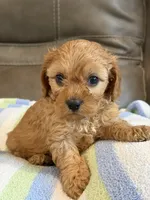Graham, a male Cavapoo for sale in Springfield, MO – 8 of 10