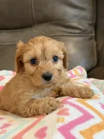 Gretta, a female Cavapoo for sale in Springfield, MO – 7 of 10