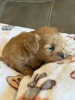 Max, a male Cavapoo for sale in Springfield, MO – 7 of 10
