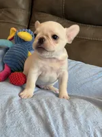 Alex, a male French Bulldog for sale in Springfield, MO – 4 of 10