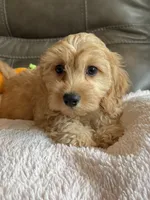 Gretta, a female Cavapoo for sale in Springfield, MO – 3 of 10