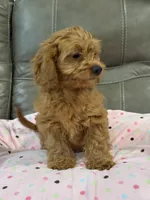 Gina, a female Cavapoo for sale in Springfield, MO – 8 of 9
