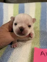 Alex, a male French Bulldog for sale in Springfield, MO – 2 of 6