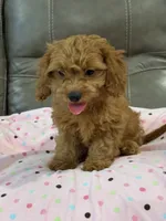 Gina, a female Cavapoo for sale in Springfield, MO – 6 of 9