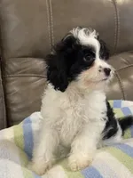 Jasper, a male Cavapoo for sale in Springfield, MO – 2 of 10
