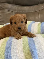 Griffin, a male Cavapoo for sale in Springfield, MO – 7 of 10