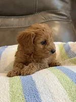 Griffin, a male Cavapoo for sale in Springfield, MO – 4 of 10