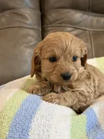 Gizmo, a male Cavapoo for sale in Springfield, MO – 5 of 9