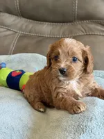 Ryker, a male Cavapoo for sale in Springfield, MO – Photo 6 of 10