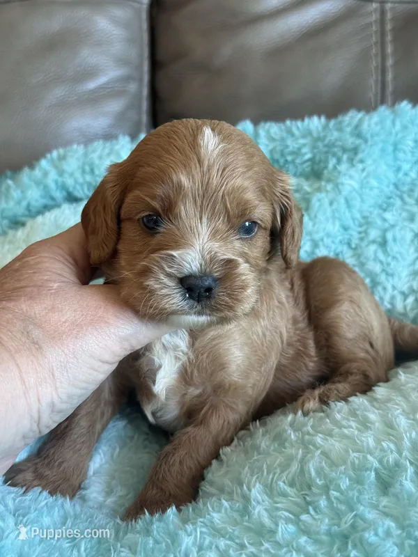 Chase – Cavapoo puppy for sale in Springfield, MO