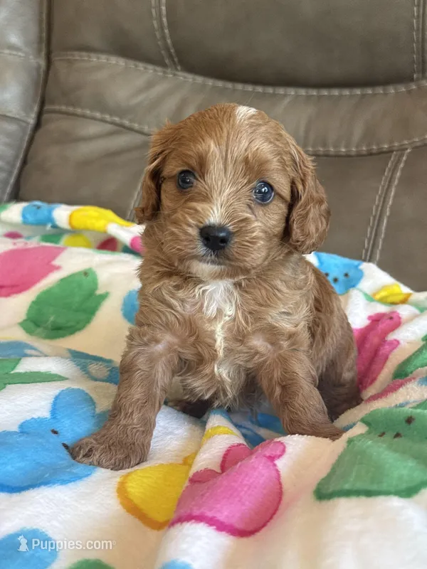 Chase – Cavapoo puppy for sale in Springfield, MO