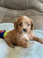 Ryker, a male Cavapoo for sale in Springfield, MO – Photo 5 of 10