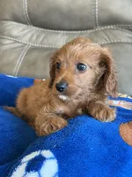 Patrick, a male Cavapoo for sale in Springfield, MO – Photo 7 of 10