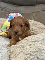 Patrick, a male Cavapoo for sale in Springfield, MO – Photo 2 of 8