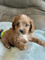 Ryker, a male Cavapoo for sale in Springfield, MO – Photo 7 of 10