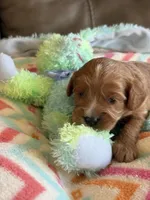 Chase, a male Cavapoo for sale in Springfield, MO – Photo 5 of 5