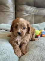 Ryker, a male Cavapoo for sale in Springfield, MO – Photo 10 of 10