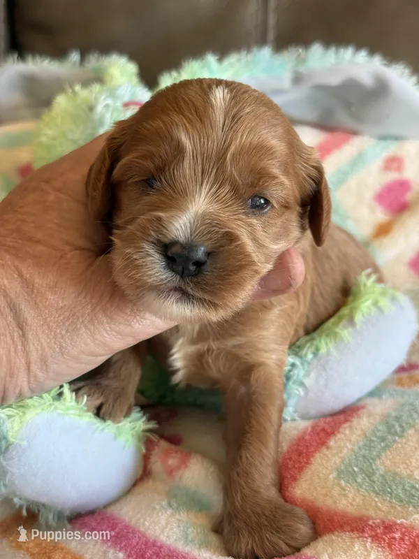 Chase – Cavapoo puppy for sale in Springfield, MO