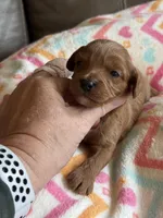 Patrivk, a male Cavapoo for sale in Springfield, MO – Photo 7 of 7