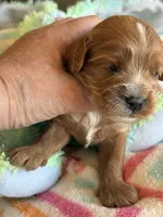 Chase, a male Cavapoo for sale in Springfield, MO – Photo 4 of 5