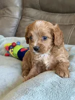 Ryker, a male Cavapoo for sale in Springfield, MO – Photo 3 of 10