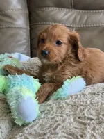 Patrick, a male Cavapoo for sale in Springfield, MO – Photo 5 of 10