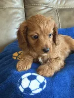 Patrick, a male Cavapoo for sale in Springfield, MO – Photo 8 of 10