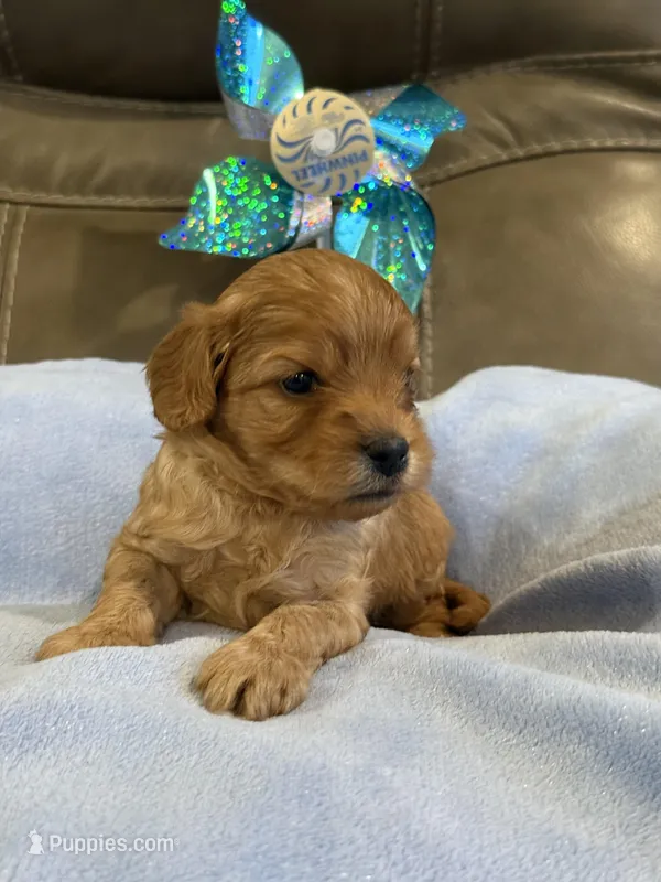 Ryker – Cavapoo puppy for sale in Springfield, MO