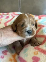 Chase, a male Cavapoo for sale in Springfield, MO – Photo 3 of 5