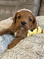 Patrick, a male Cavapoo for sale in Springfield, MO – Photo 7 of 8