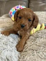 Patrick, a male Cavapoo for sale in Springfield, MO – Photo 1 of 8