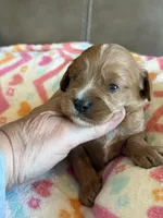 Chase, a male Cavapoo for sale in Springfield, MO – Photo 2 of 5