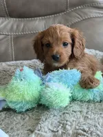 Patrick, a male Cavapoo for sale in Springfield, MO – Photo 3 of 10