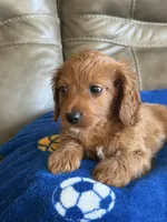 Patrick, a male Cavapoo for sale in Springfield, MO – Photo 2 of 10