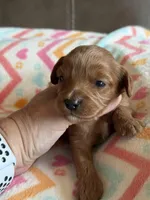 Patrivk, a male Cavapoo for sale in Springfield, MO – Photo 1 of 7