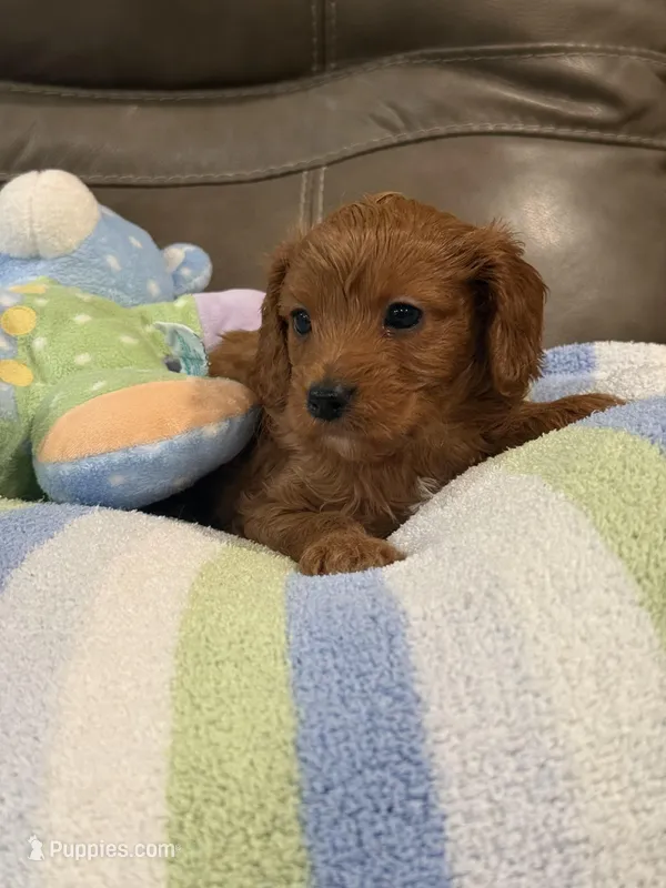 Patrick – Cavapoo puppy for sale in Springfield, MO